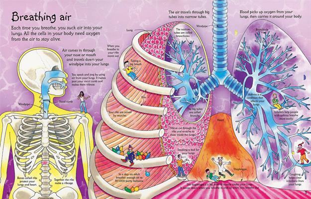 SEE INSIDE YOUR BODY (IR)