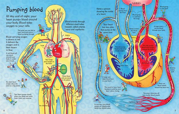 SEE INSIDE YOUR BODY (IR)